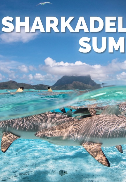Sharkadelic Summer 2020